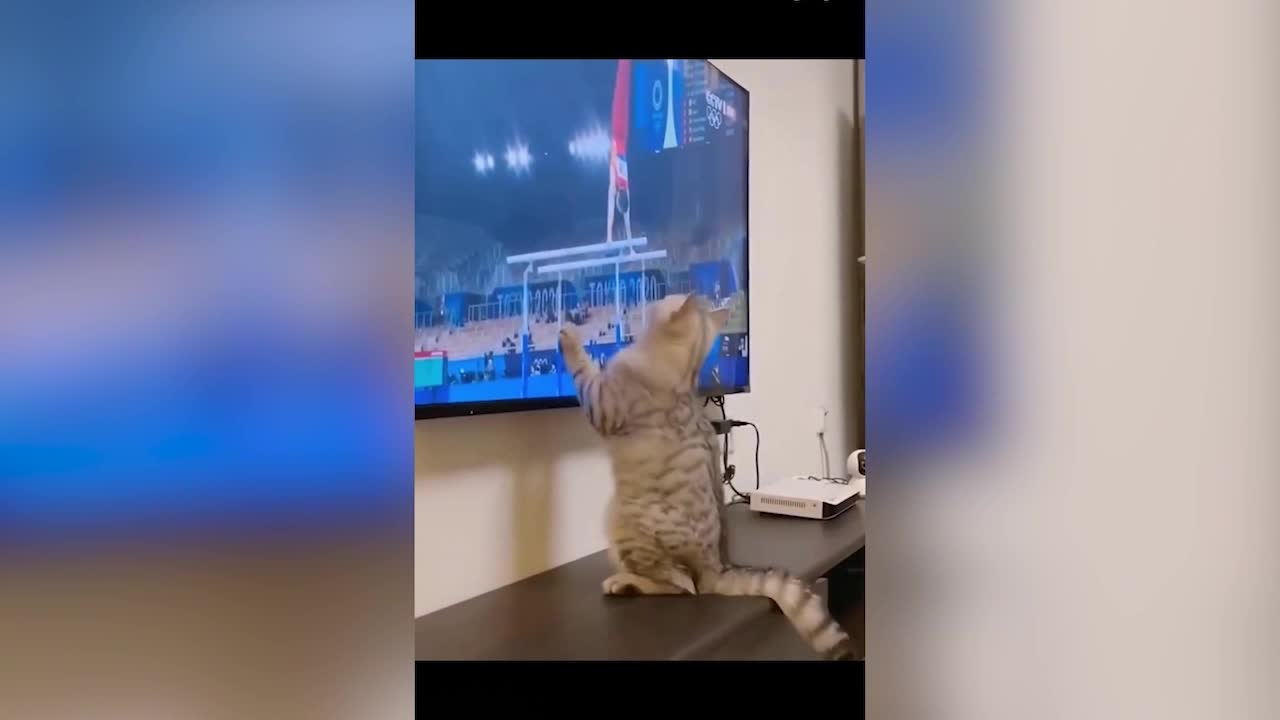 All the time the cat is watching TV