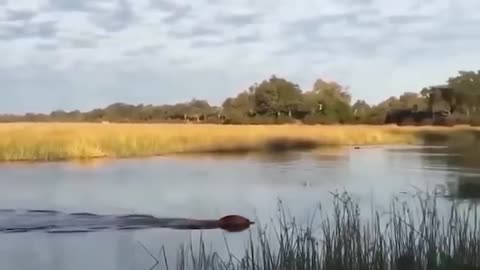 The wildebeests dangerous migration journey through crocodile swamp .