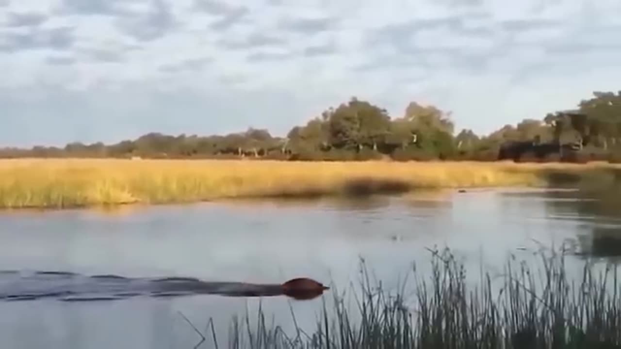 The wildebeests dangerous migration journey through crocodile swamp .