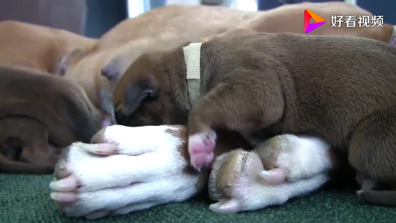 The newborn puppy, stubborn to climb on the dog mother, mother can not look down to help