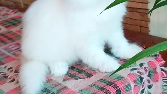 Adorable kitty Playing with plants.