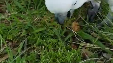 Sulphur-crested White Cockatoo