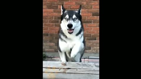 Dog's cute reaction