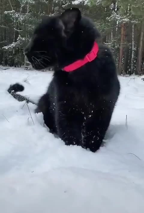 Black on white looks perfect if you are a graceful cat 😻