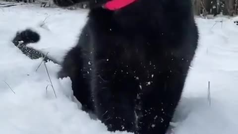 Black on white looks perfect if you are a graceful cat 😻