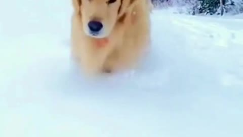 Dog Having Fun in the Snow