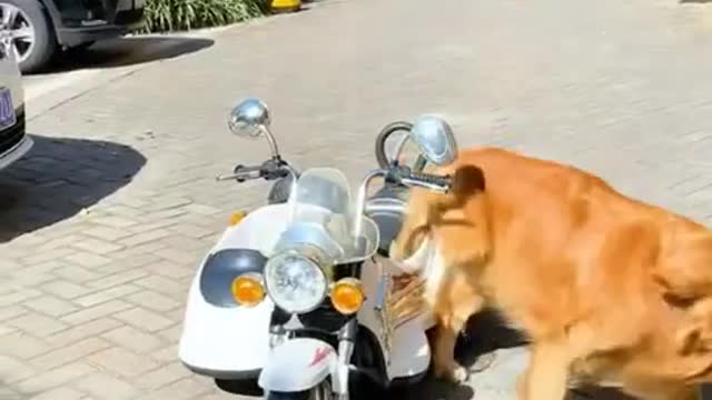 Daily funny pet videos