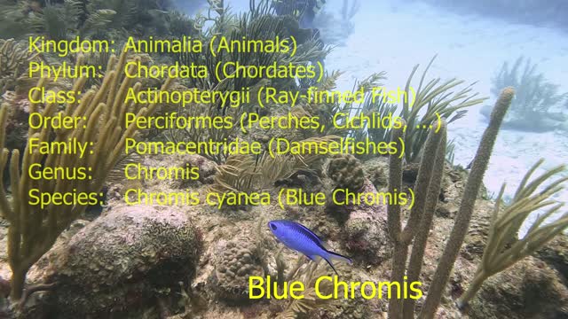 Blue Chromis