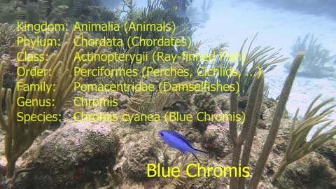 Blue Chromis
