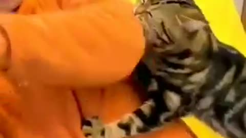 Cute cat 😺 funny video