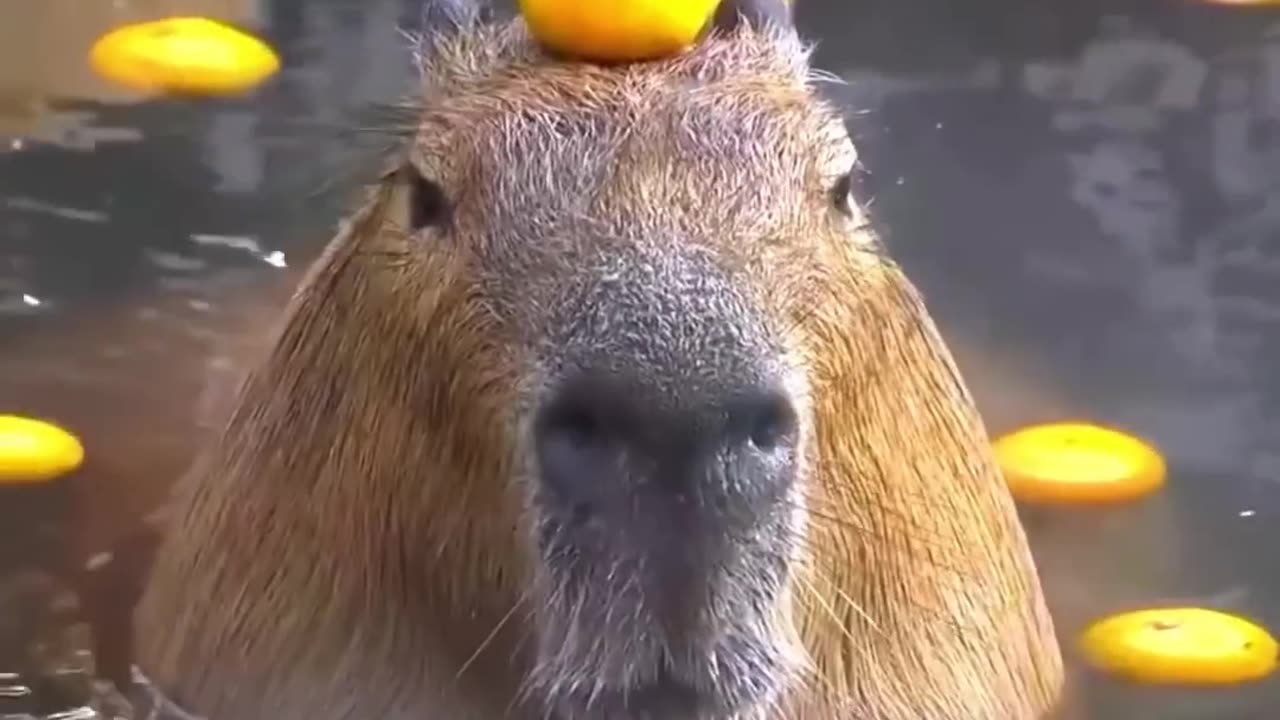 Capybara The Friendliest Creature on Earthi