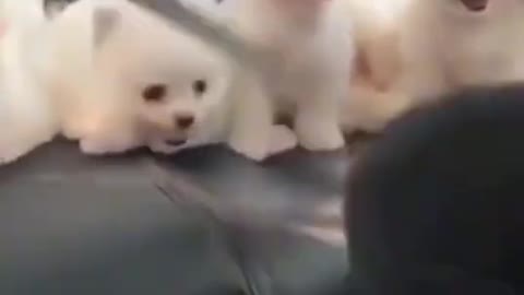 Cute and Funny Dogs