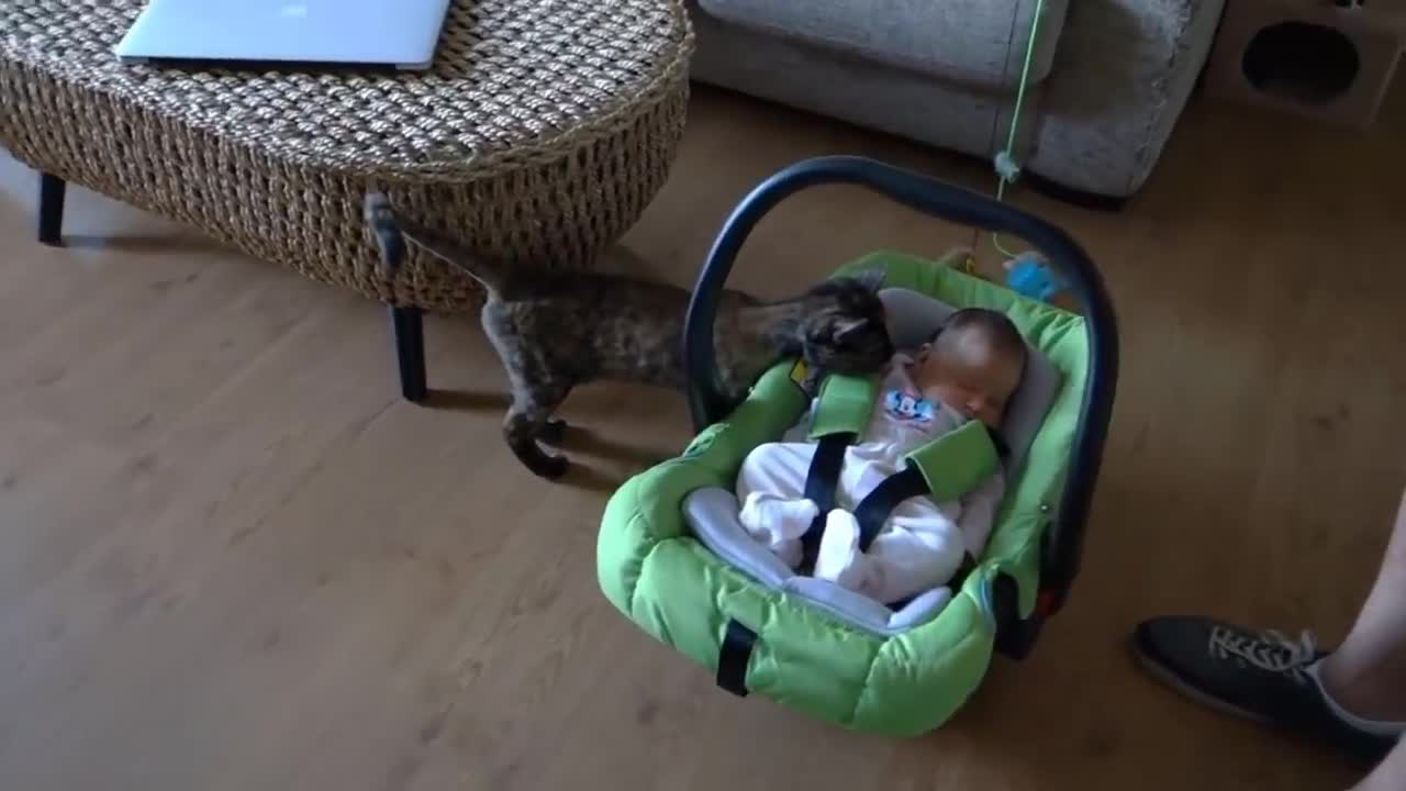 Cute Babies Meeting Cute Cats for the FIRST Time