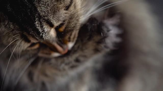 Cute tabby domestic cat washing up close up