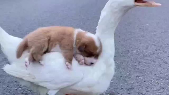 Cute dog puppy playing with big duck