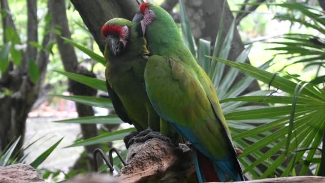 Jungle parrot