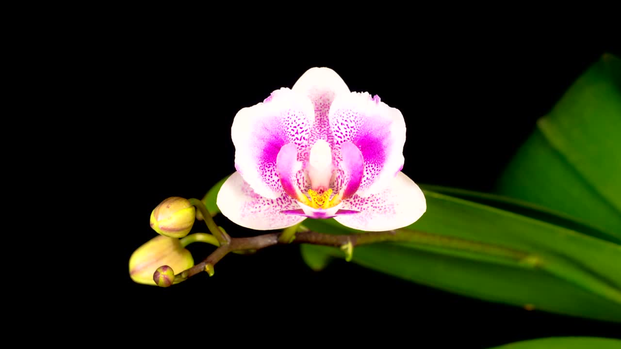 White orchid on a branch opens