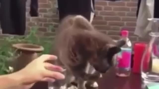 Cat tricked by owner and its reaction after