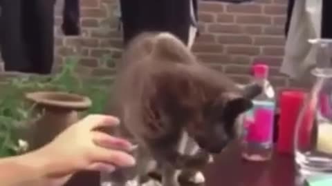 Cat tricked by owner and its reaction after