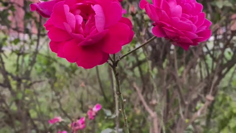 Natural Rose Video🌹