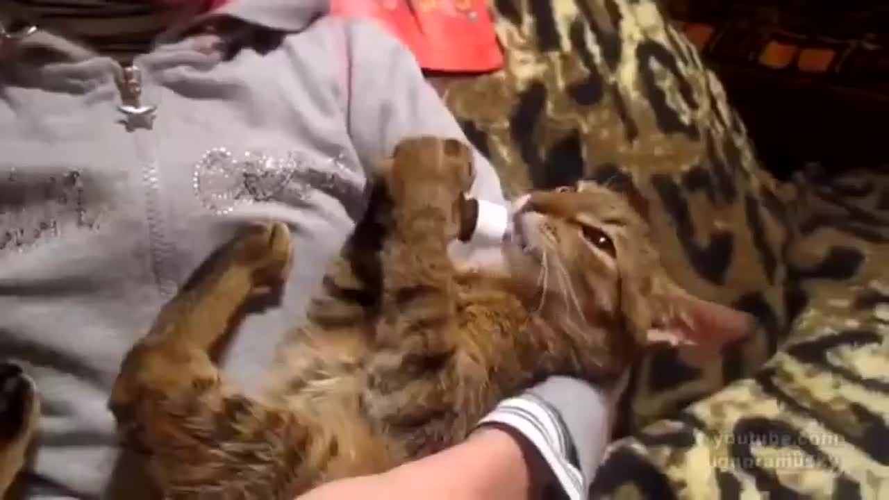 drunk cats