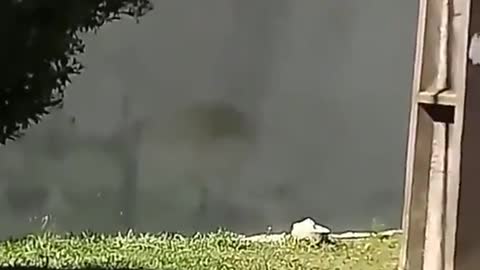 One dog jump the wall