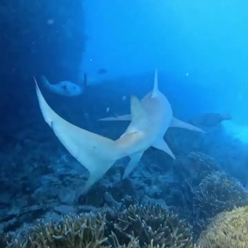 Fish Swimming In The Sae #Fish_Swimming_In_The_Sea#animals_Nuture #tortoise #Recpect