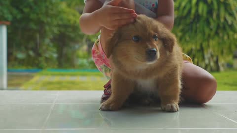 Boy Doing A Massage his Cute Puppy Dog