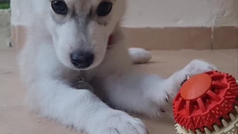 Cutest Husky