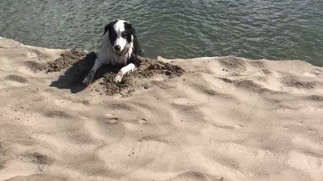 Dog Stuck on Sand Dune... Tries to Climb Up!