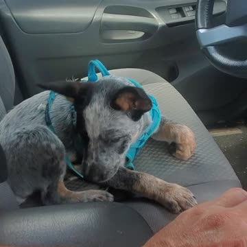 Marley the cute Australian Cow Dog (Blue Heeler) puppy
