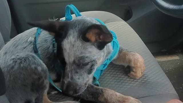 Marley the cute Australian Cow Dog (Blue Heeler) puppy