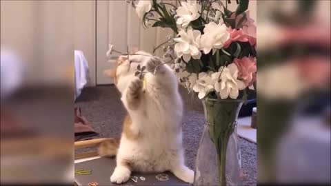 Hilarious Cat Videos That Will Make You Cry With Laughter 🤣🐱 Funny Pet Cat Videos Compilation 2021