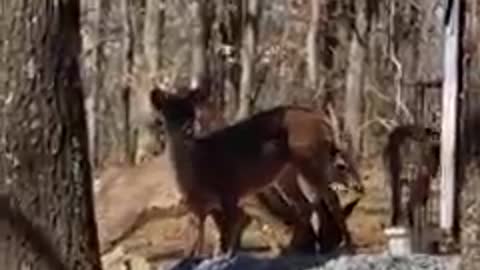 What it's like to be "mom" to baby deer until they're strong enough to go back to the wild ❤️