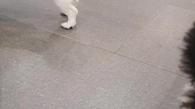 Happy time with adorable puppies-on the west side of South Korea 3