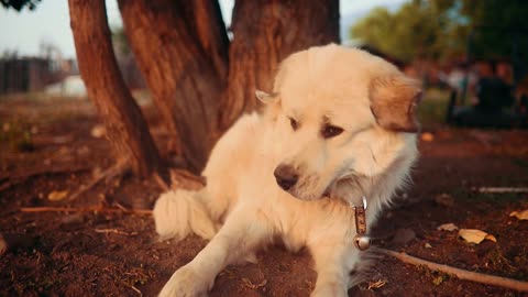 The dog is trying to eat a fly