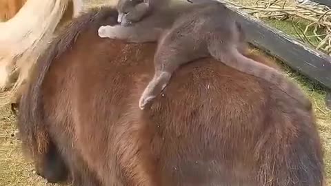 cat playing with horse