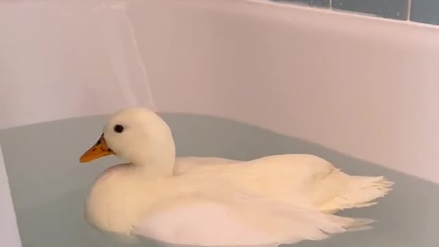 Ducks Funny 🦢🐤🐤🐤🐤🤣