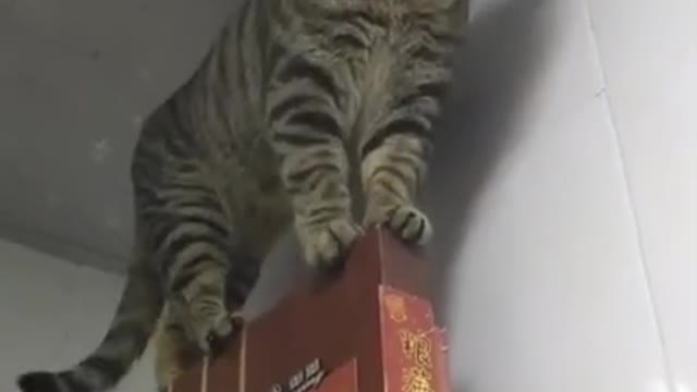 Cat videos Funny animals Funny cats