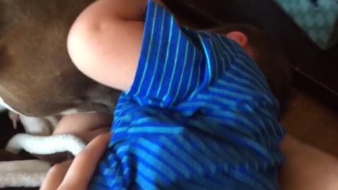 Pit Bull sends toddler into giggling fit