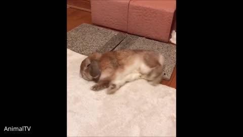 Cutest Bunny Rabbit Thumping Compilation