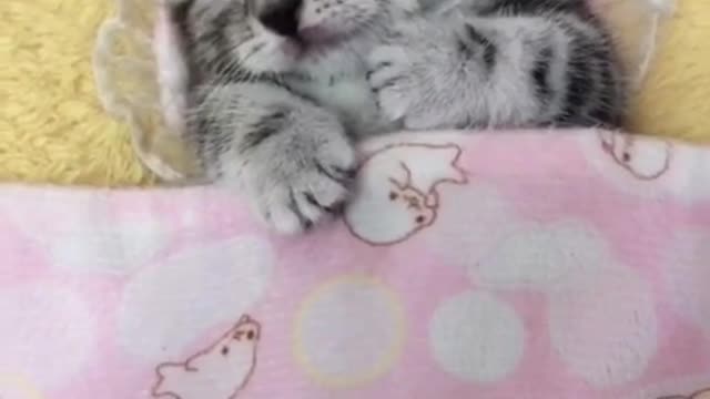 OMG So So Cute Cats ♥ Best Cute Cat Sleeping Videos 2021