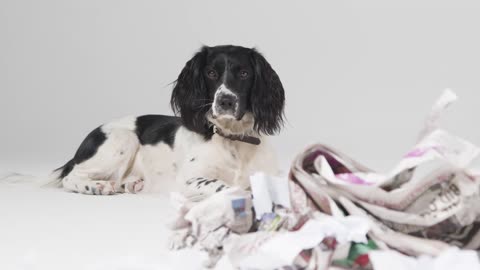 Tracking Shot of Dog Laying with Ripped Paper 02