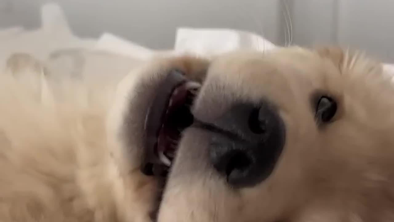 I am your doggie, please listen to me 🤗💝
