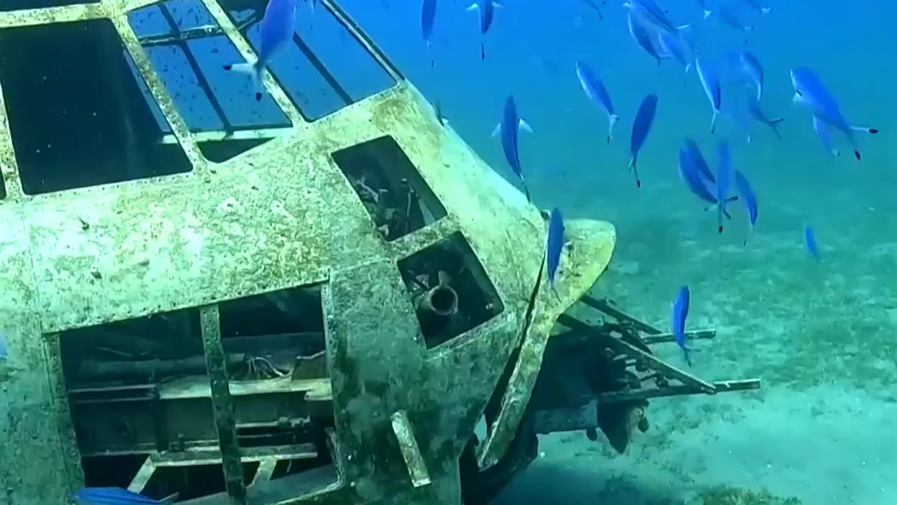 lovely sight and great place to dive. Hercules c130 dive sites ,aqaba🇸🇩