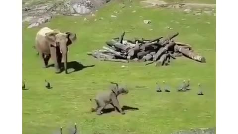 Funny Elephant