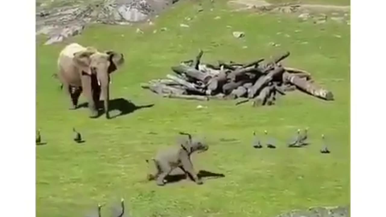 Funny Elephant