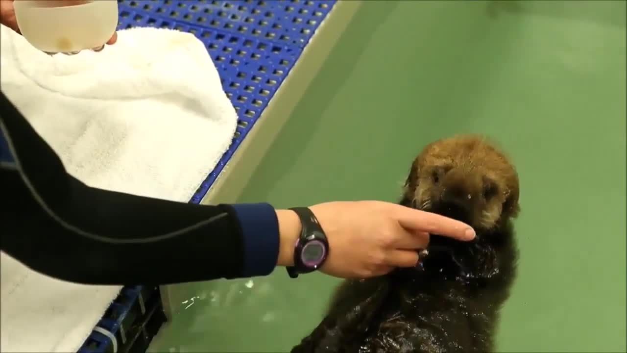 Cute seal pup