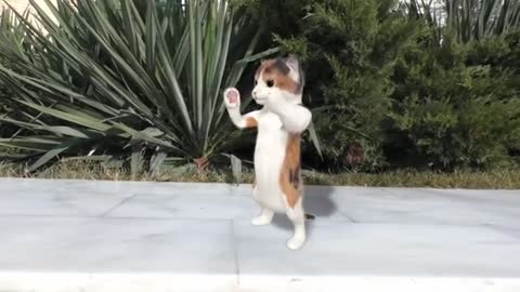 Dancing Cats