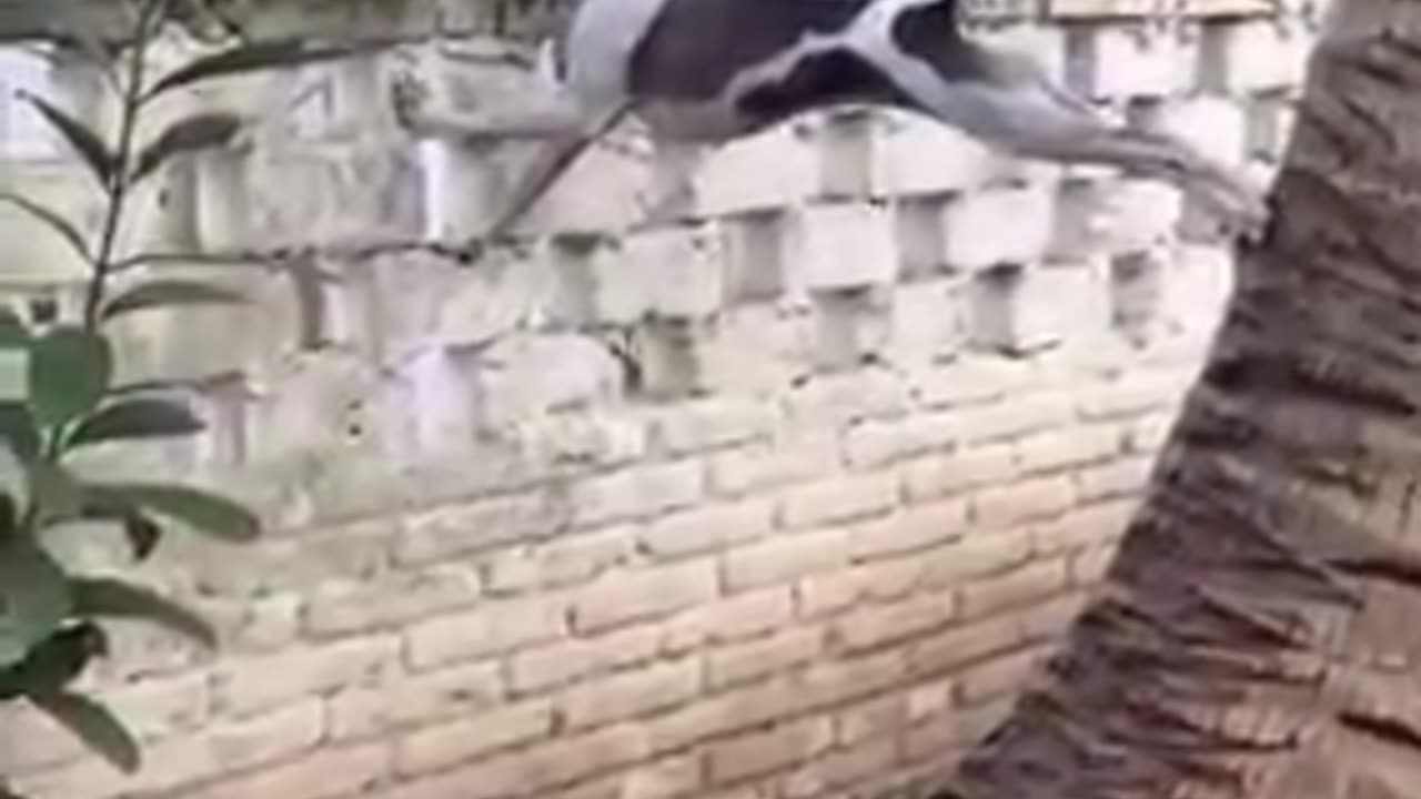 Funniest Cat and dog